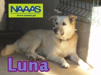 /album/cadelas-para-adoptar/luna-2-1-jpg/